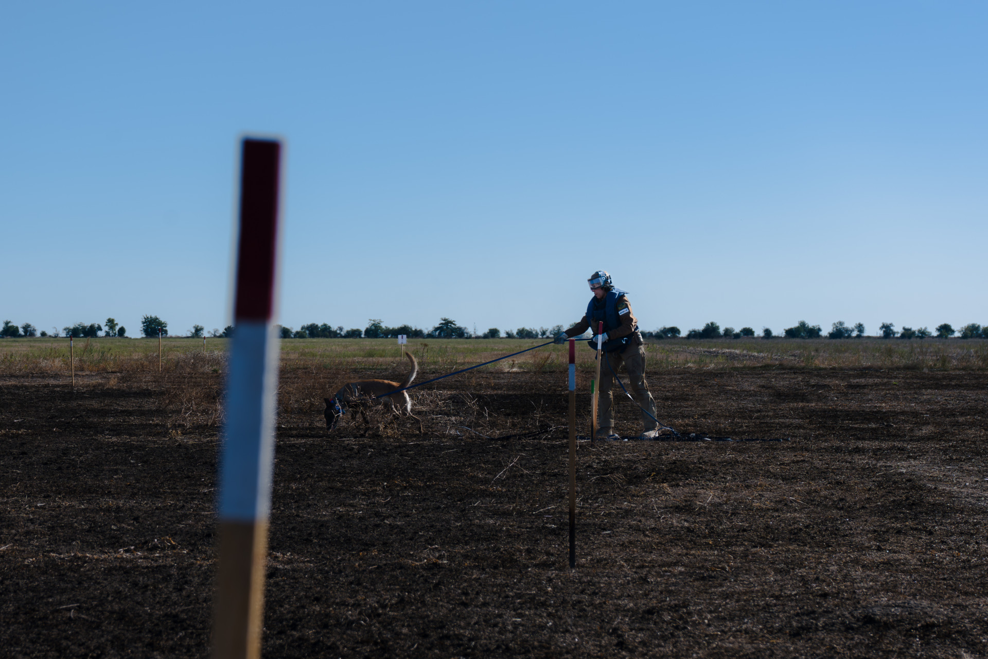 Dogs Against Mines: How Switzerland Supports Demining in Mykolaiv Region