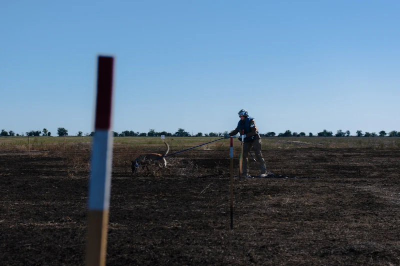 The deminer Gulnara and the Belgian Malinois Chali are demining as a team